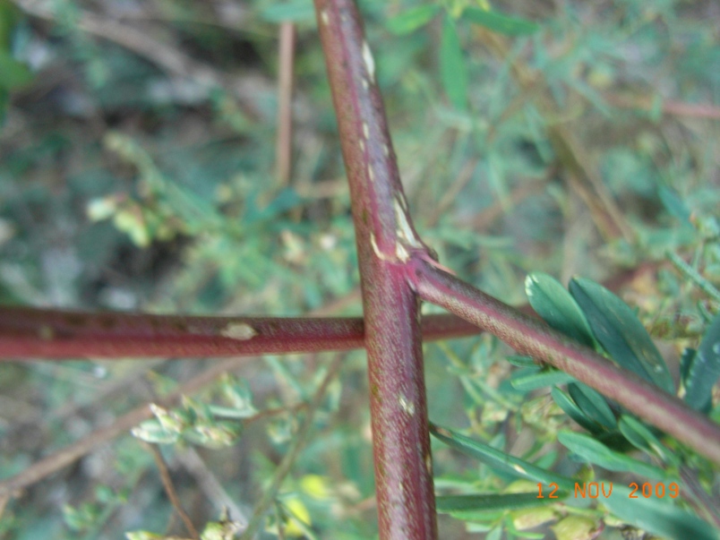 Trigonella altissima (=Melilotus altissimus) / Meliloto altissimo